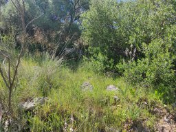 Flora del Cerro Masatrigo